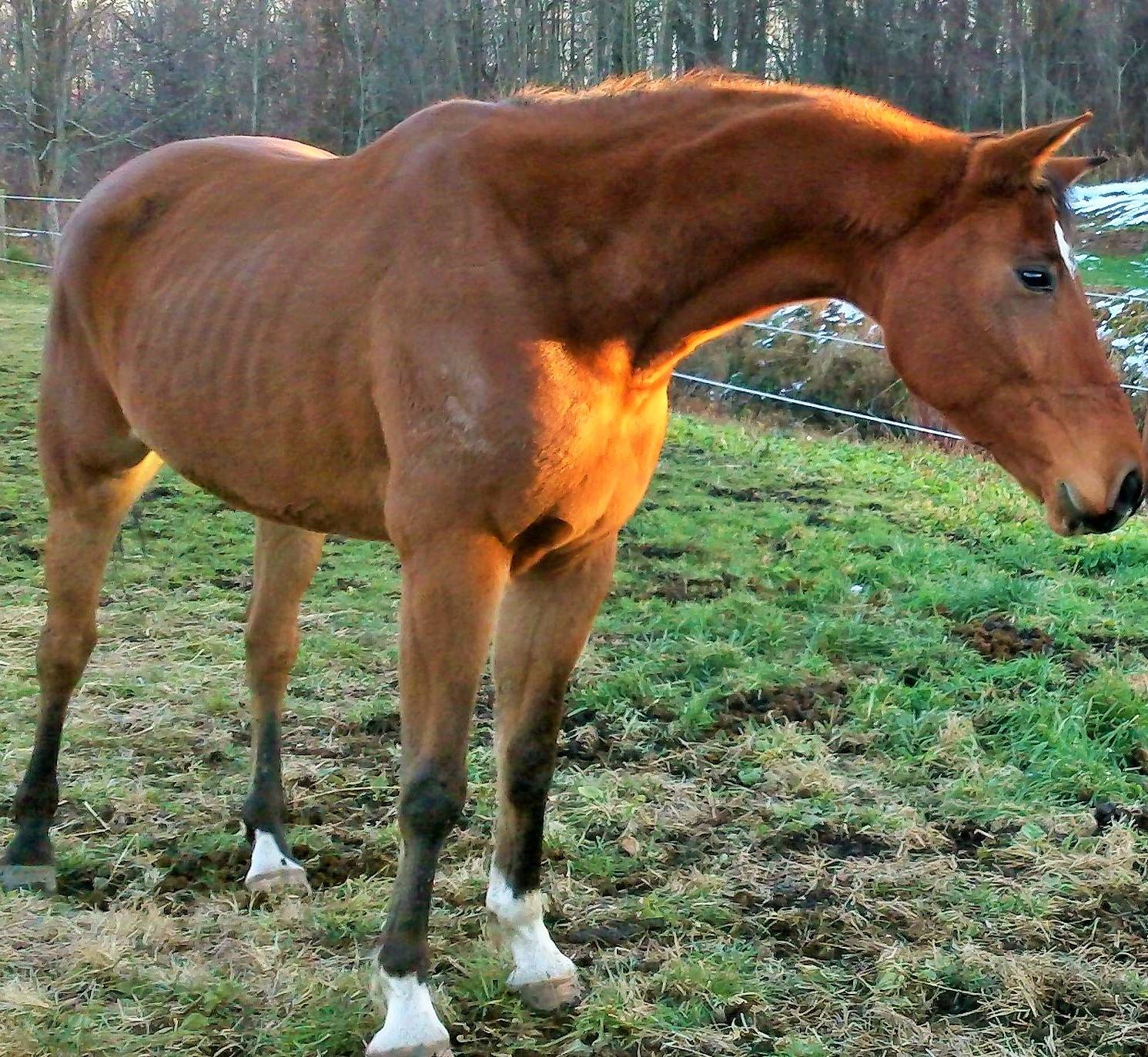 Irish Draught Rescue